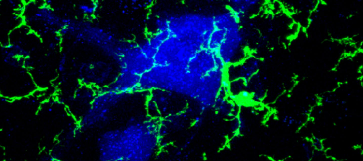 Alvarez Laboratory - Emory SOM - Cell Biology